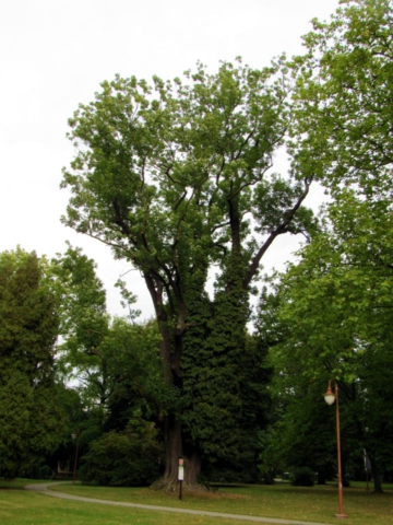 Jasan v Třebovickém parku