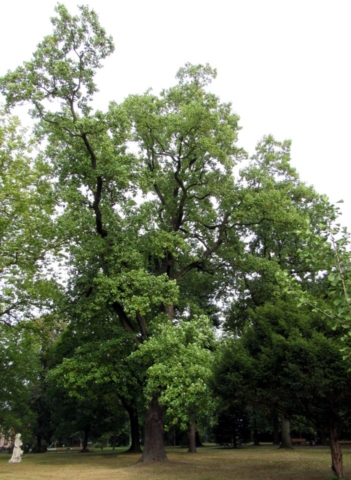 Liliovník v Třebovicích Liliovník v Třebovicích
