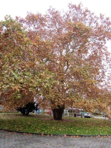 Platan na Černé louce (4)