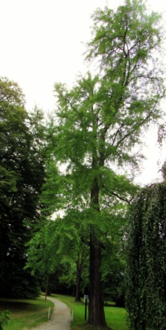 Třebovický jinan (1)