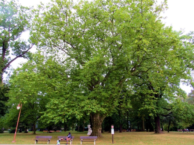 Třebovický platan Třebovický platan